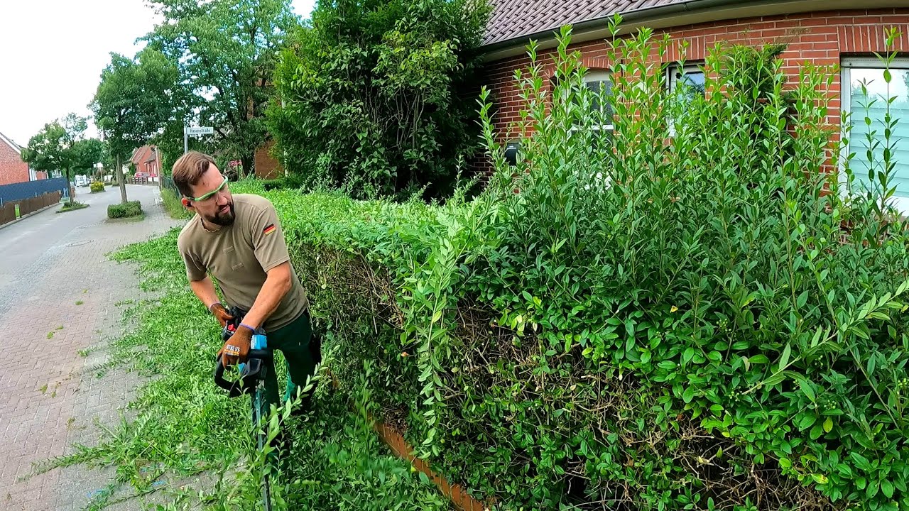 A man using a power hedge trimmer to prune an overgrown green hedge next to a brick house